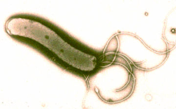 'Helicobacter-Pylori