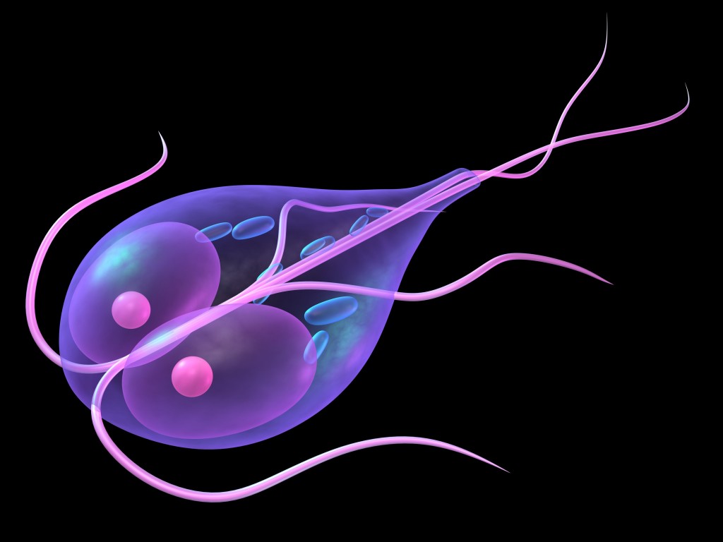 GIARDIA LAMBLIA - ANALISI CLINICHE CTA - CATANIA